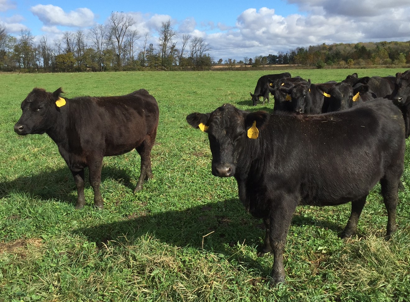 Heavy Heifers 10-21-2016 (1) Heavy Heifers 10-21-2016 (1)