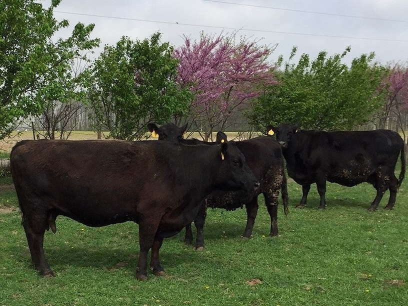 IMG_0680 edit 6 IMG_0680 edit 6