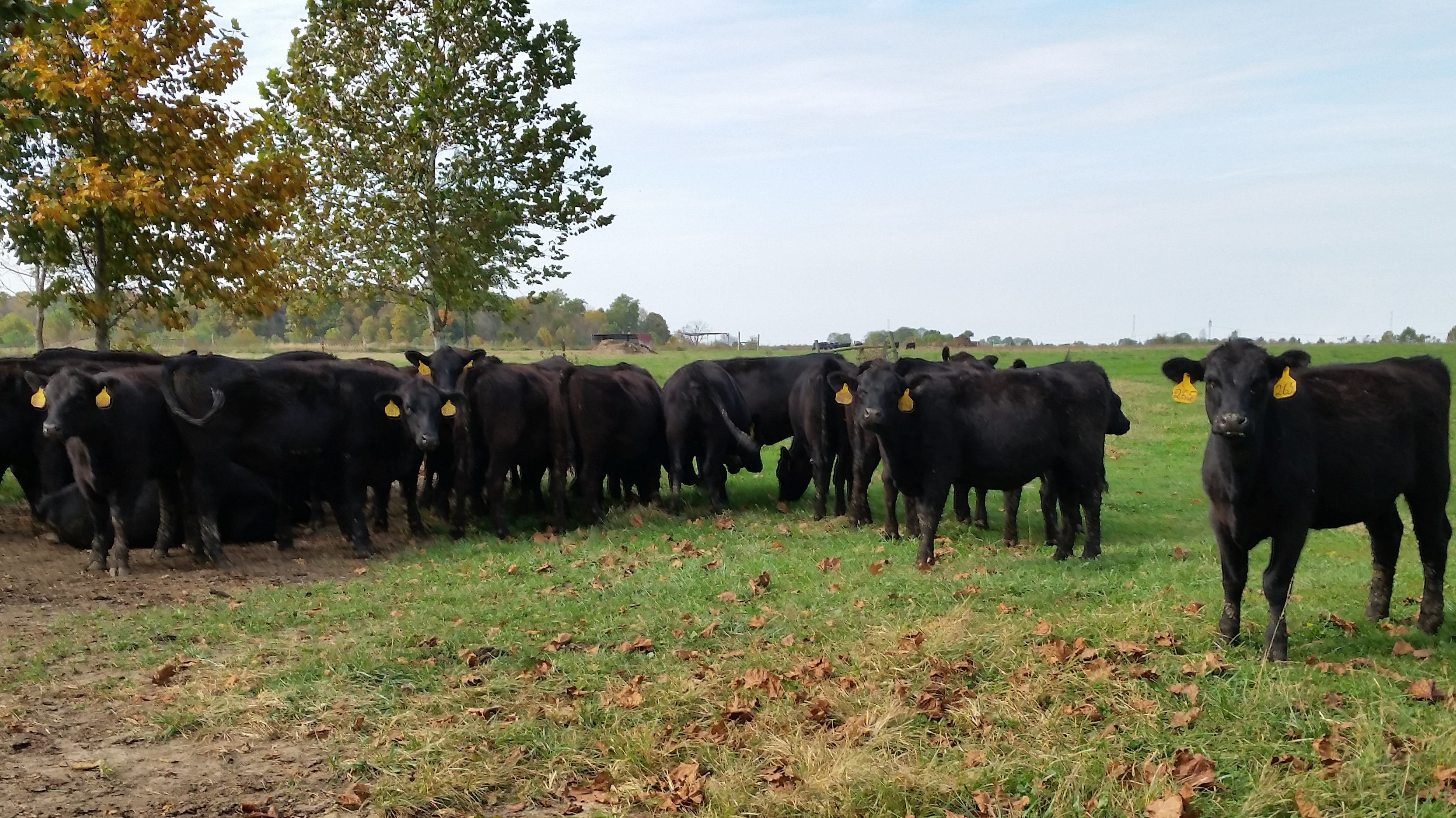 Light Heifers 10-21-2016 (1) Edit 1 Weaned Heifers